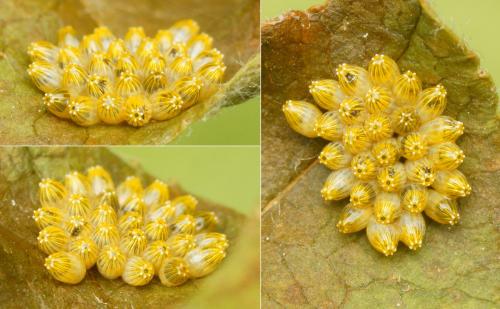 Aporia crataegi